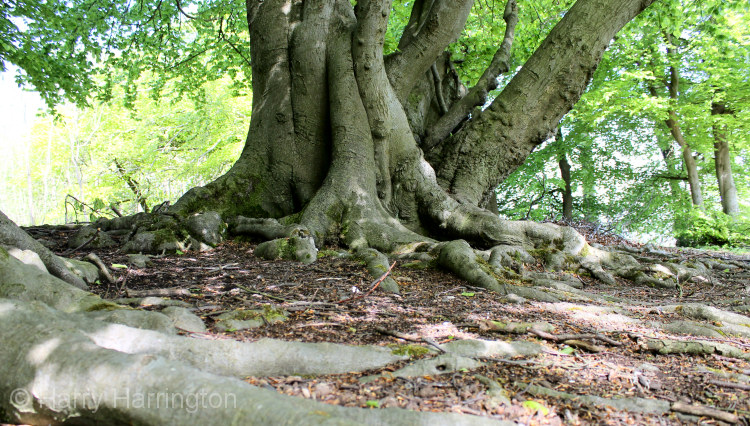 beech roots